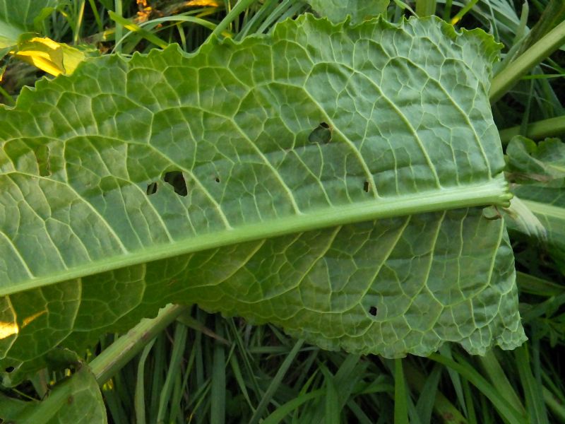 Pianta da ID, Emilia - Rumex sp.