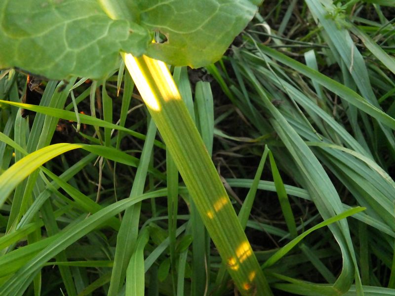 Pianta da ID, Emilia - Rumex sp.