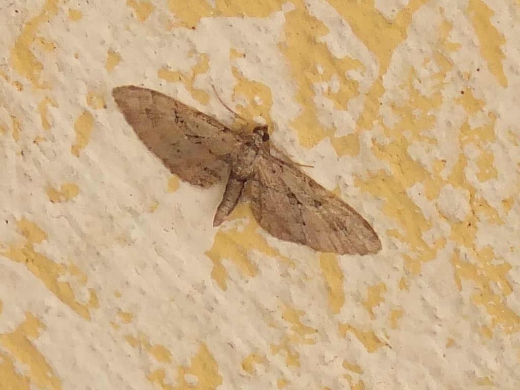 Farfalla da id, Friuli (Forse geometride)