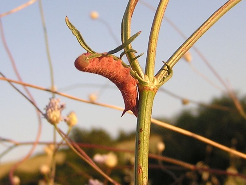 Bruco rossastro: di sfingide?