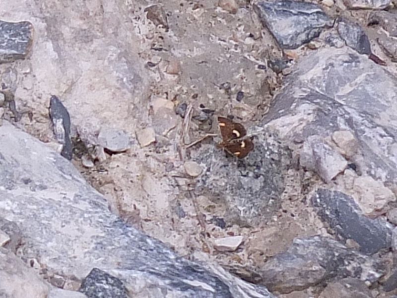 tante Polyommatus e un''intrusa