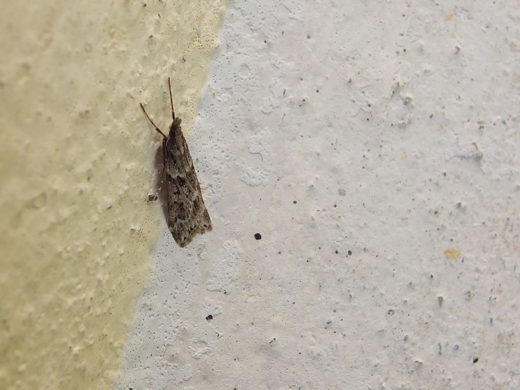 Microlepidottero da id, provincia di Fe