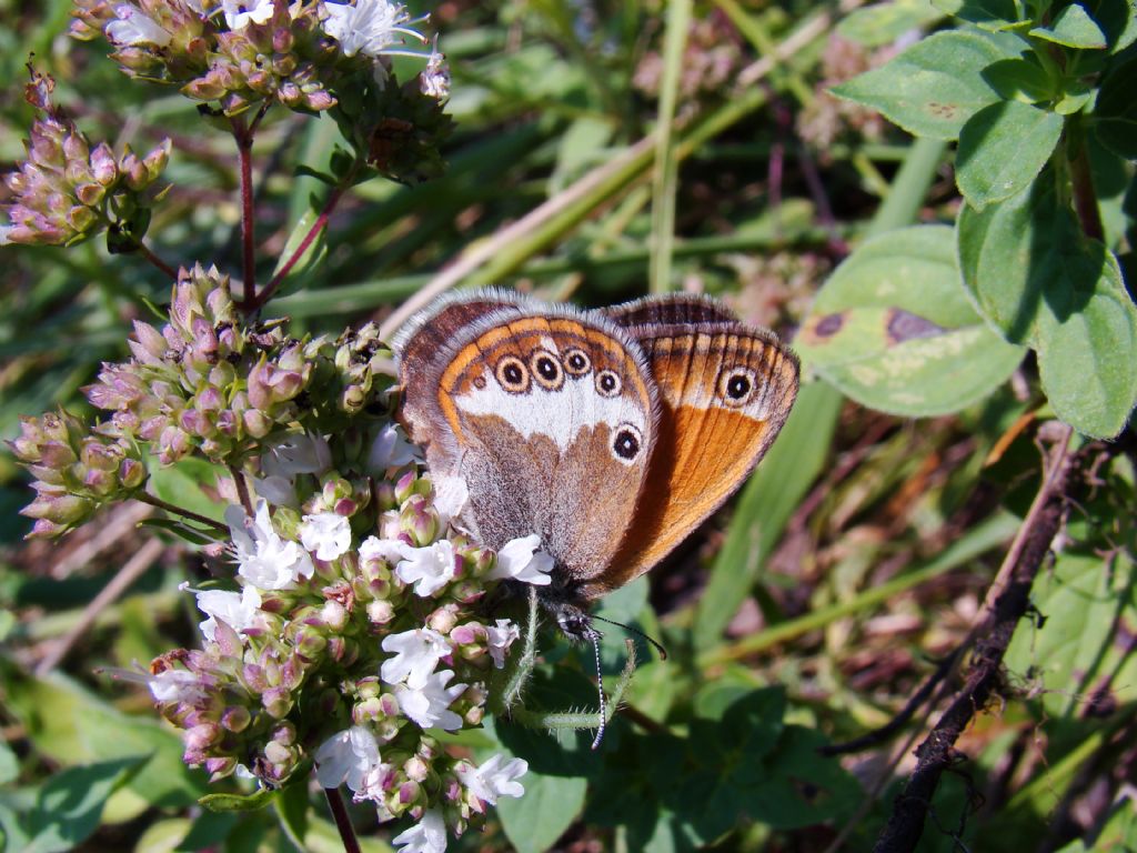 Le Coenonympha dell''Italia centrale