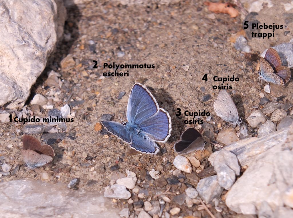 Meglio tardi che mai: Polyommatus escheri (Alpi Marittime)