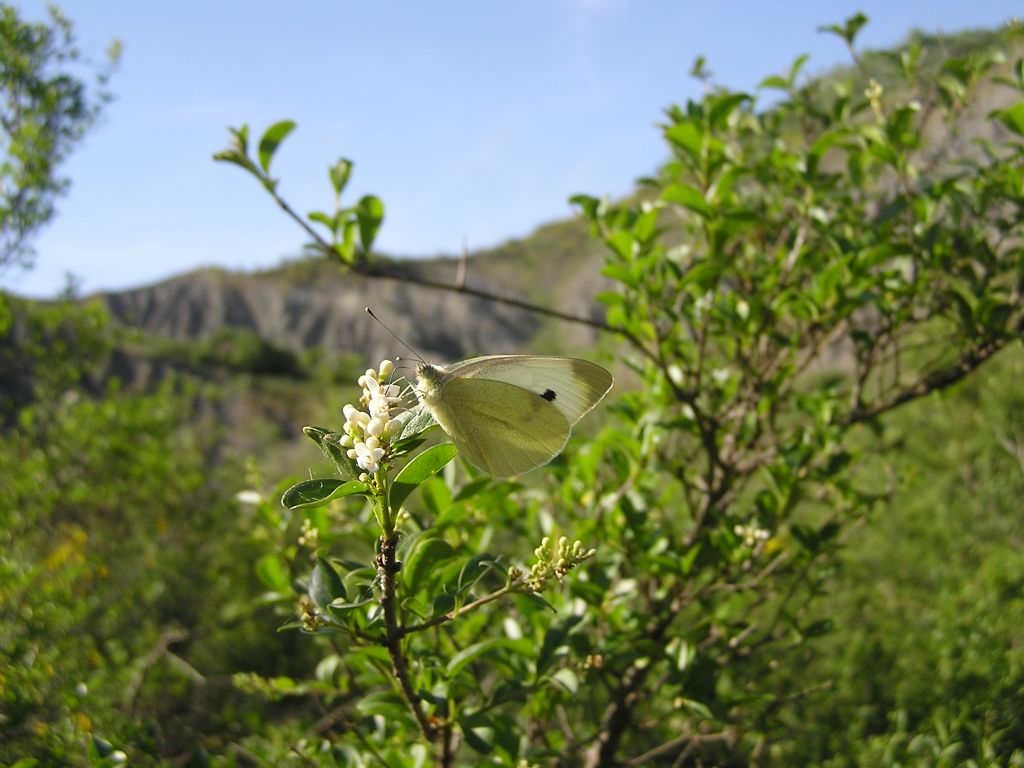 Pieris rapae