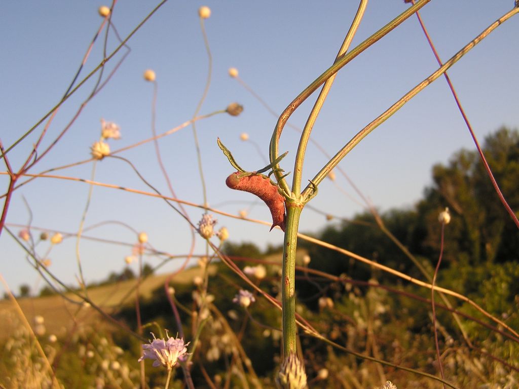 Hemaris tityus nelle Madonie (PA).