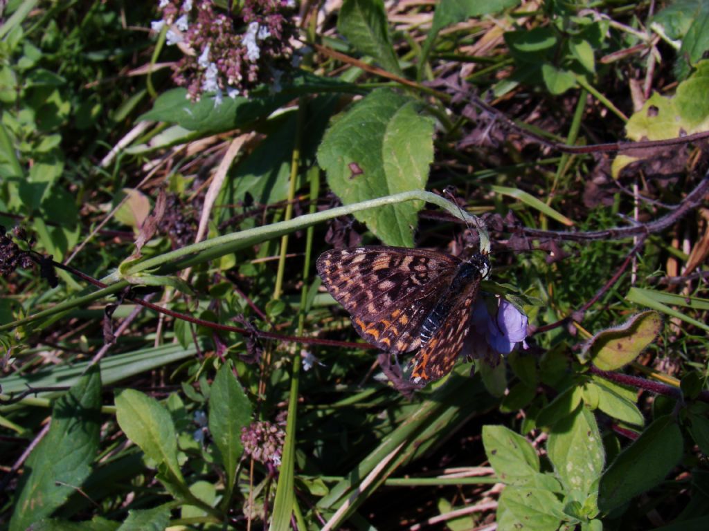 Melithaea phoebe (2) - No, Melitaea athalia