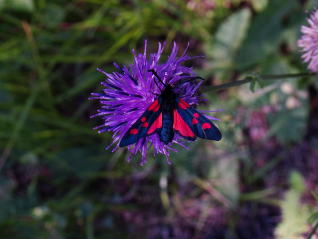 Zygaena viciae