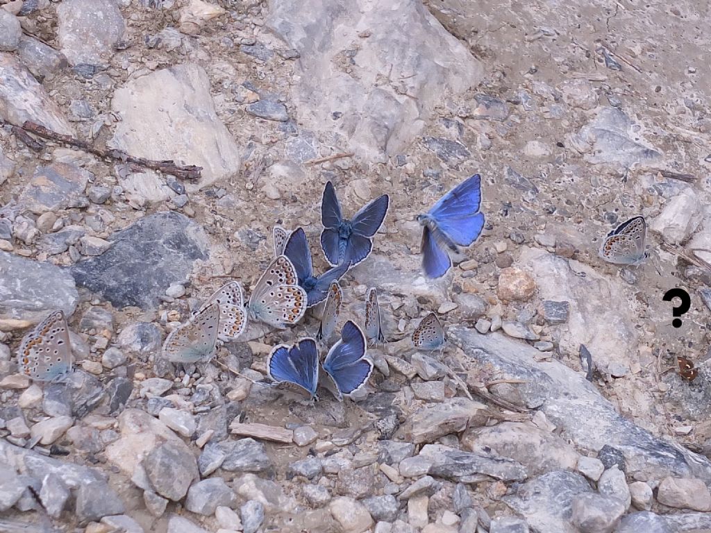 Polyommatus escheri