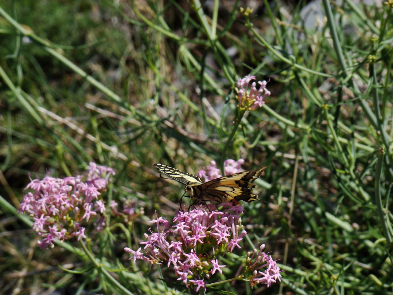 Pianta Alpi Marittime  - Centranthus angustifolius
