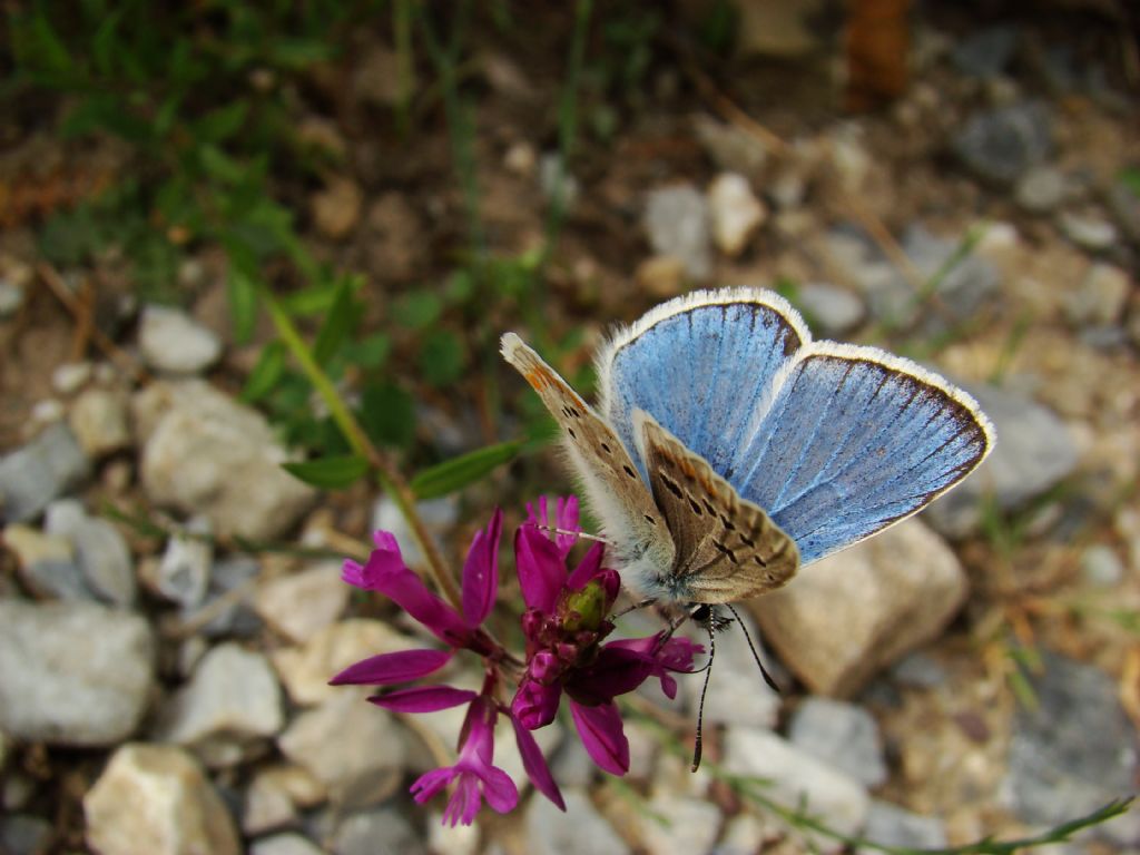 Fiore in montagna - Polygala sp.