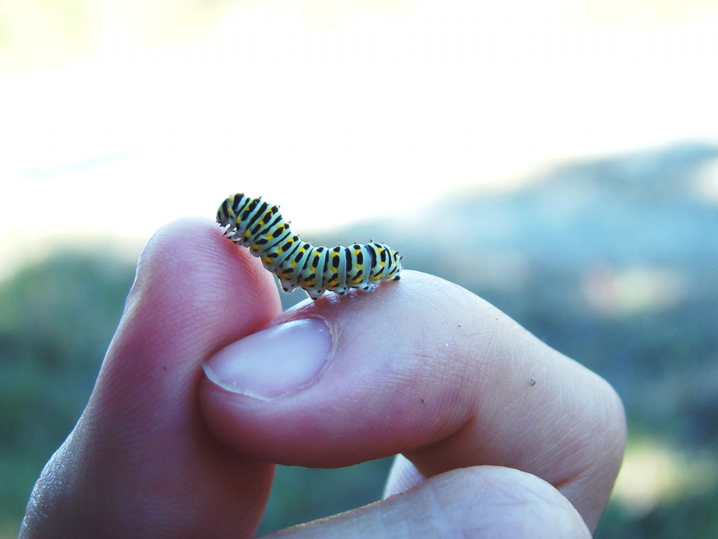 Papilio Machaon, the Queen