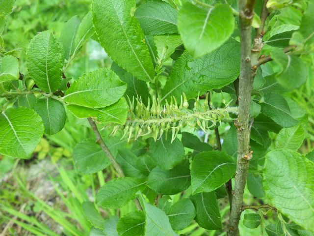 pianta da determinare, Friuli - Salix sp.