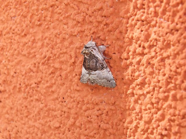 Farfalla ID 1 Liguria