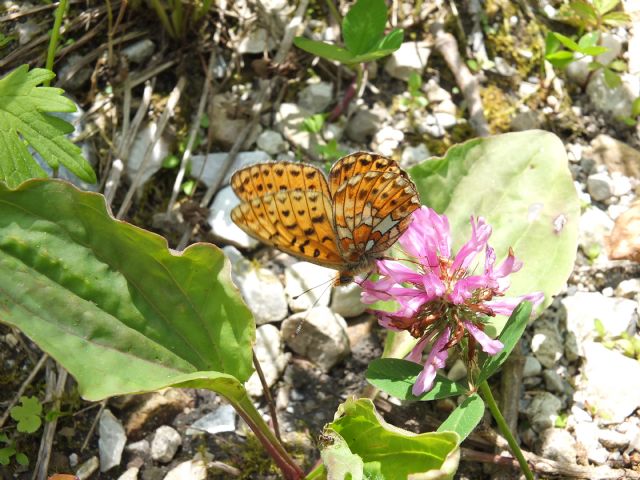 Farfalla ID Friuli 3