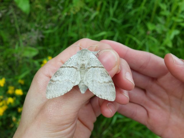Farfalla notturna ID 4 Friuli