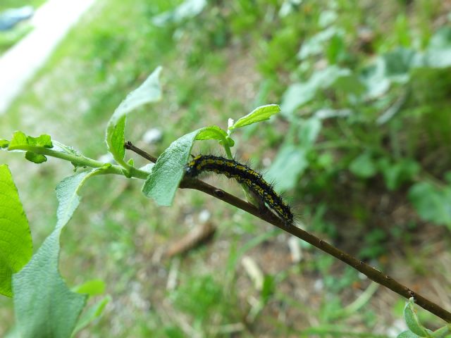 Bruco ID 2 Friuli