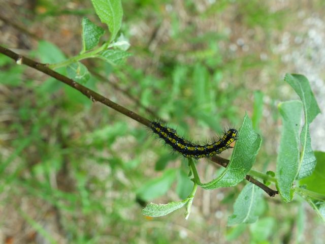 Bruco ID 2 Friuli