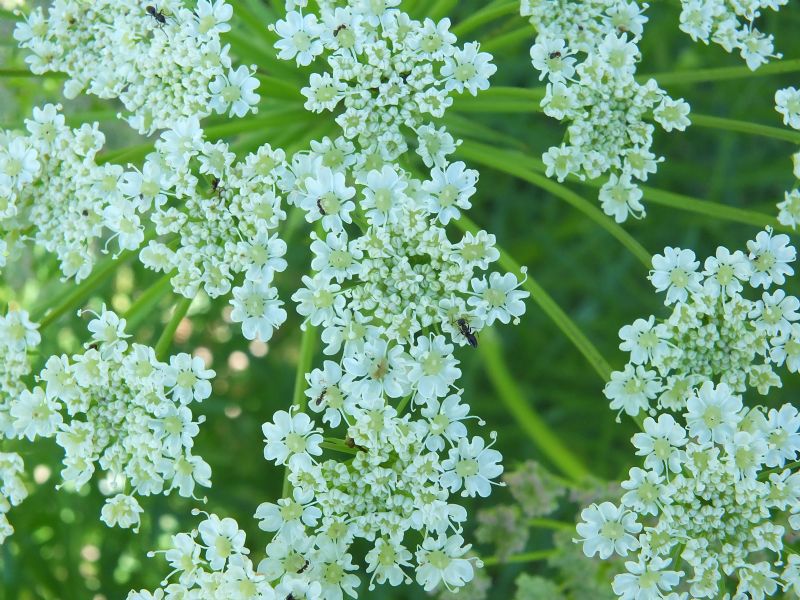 Apiacea da id, Piemonte