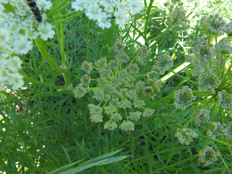 Apiacea da id, Piemonte