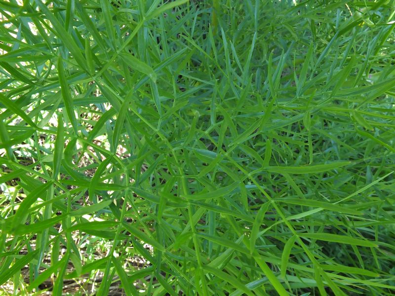 Apiacea da id, Piemonte