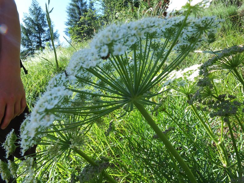 Apiacea da id, Piemonte