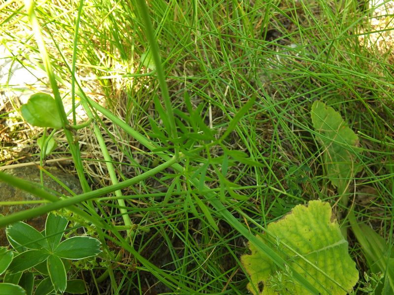 Pianta da id, Piemonte, 2