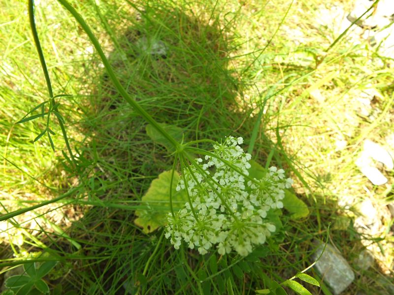 Pianta da id, Piemonte, 2