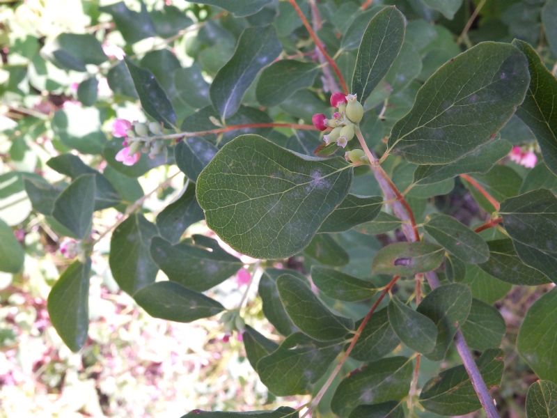 Pianta da id, Piemonte 3 - Symphoricarpos sp.