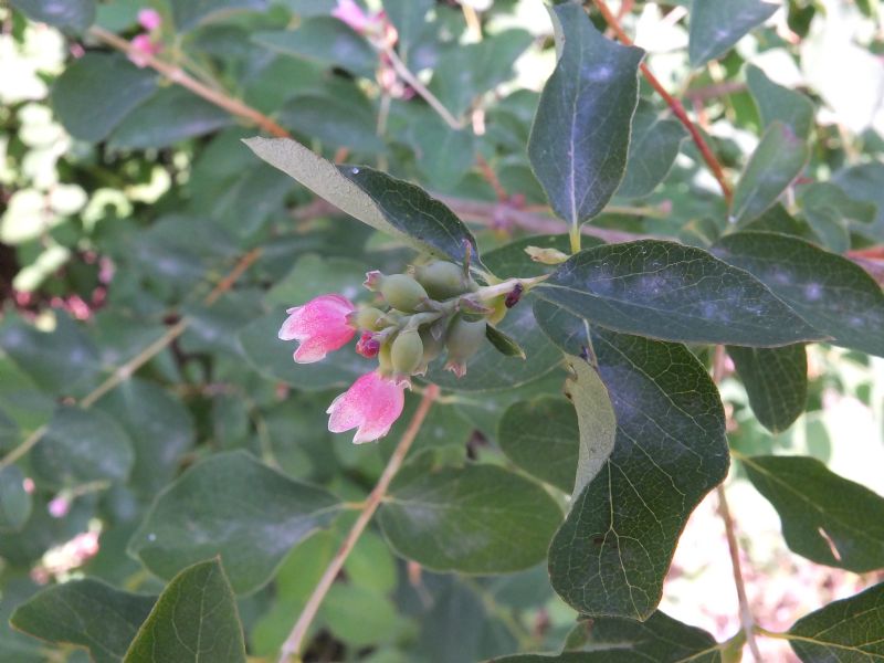 Pianta da id, Piemonte 3 - Symphoricarpos sp.