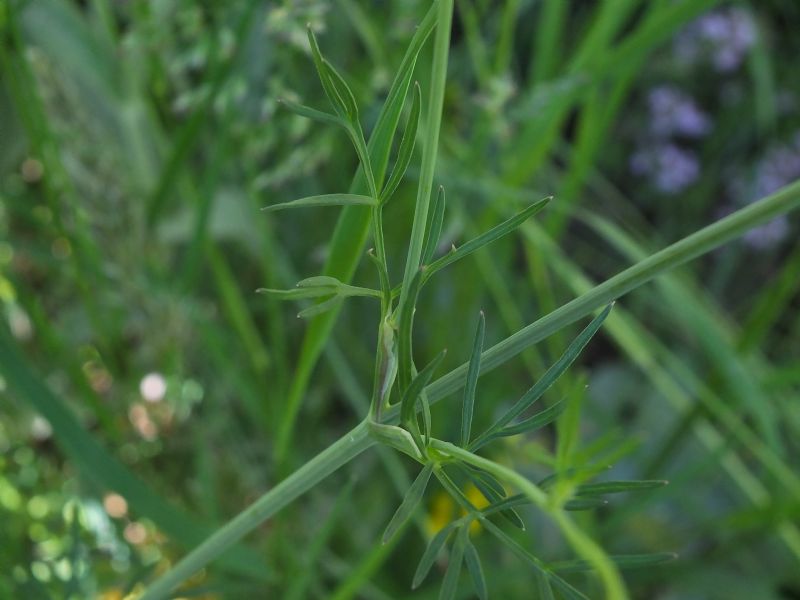 Apiacea da id, Piemonte 4