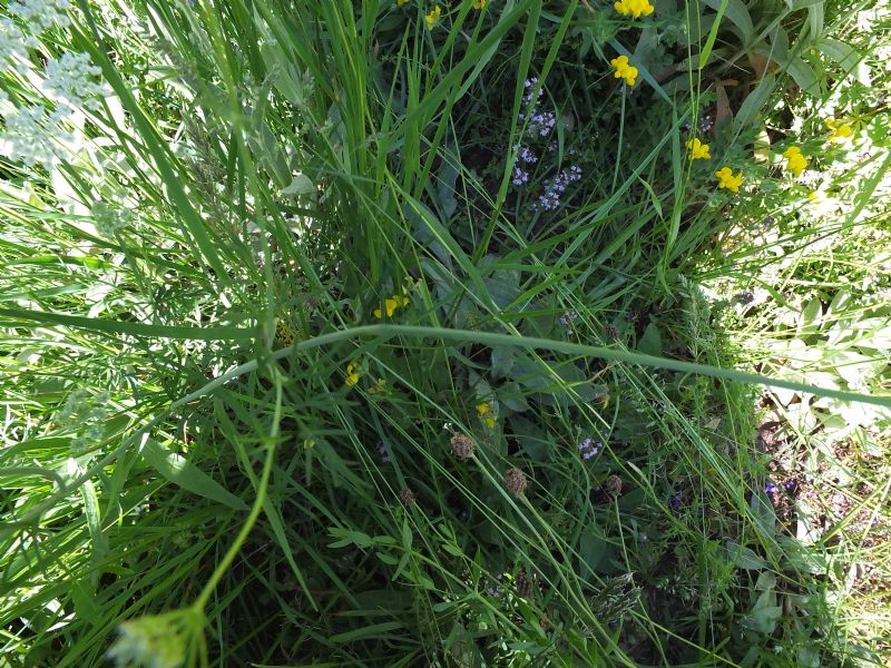 Apiacea da id, Piemonte 4