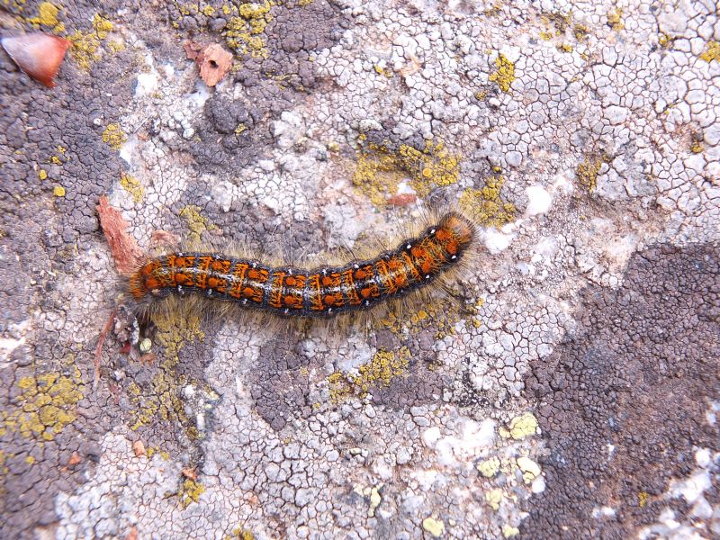 Bruco da id, Piemonte - Trichiura (Trichiura) crataegi