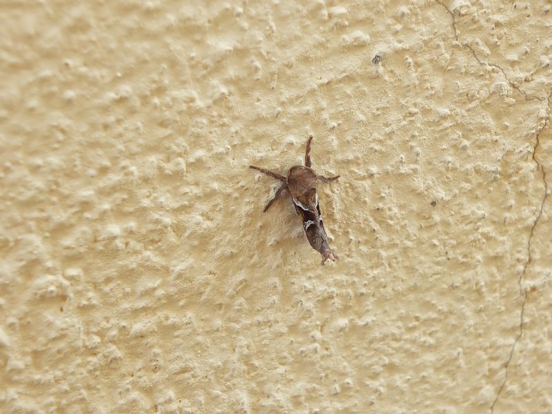 Clostera pigra?