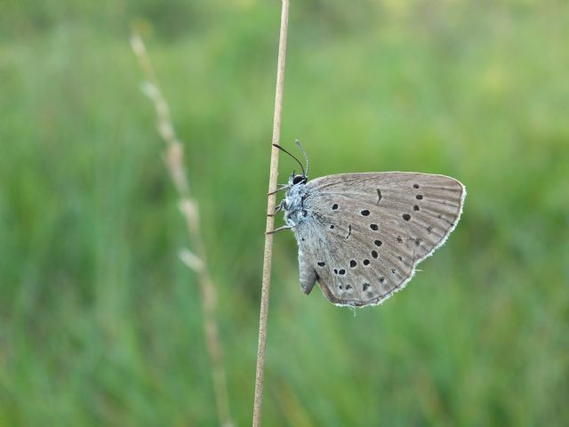 Maculinea arion o teleius?