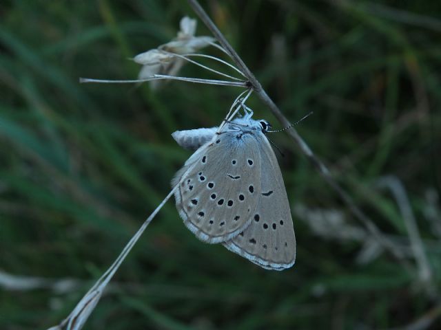 Maculinea arion o teleius?