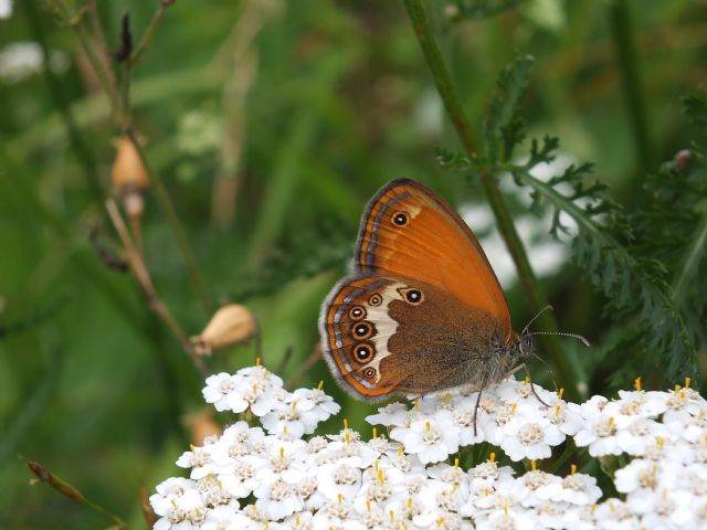 Coenonympha arcania