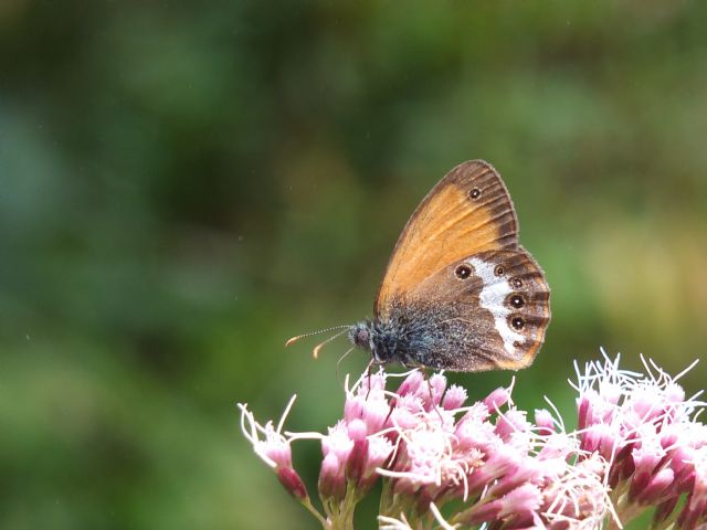 Coenonympha arcania