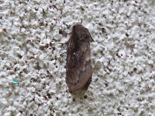 Da identificare - Dendrolimus pini, Lasiocampidae