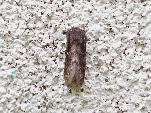 Da identificare - Dendrolimus pini, Lasiocampidae