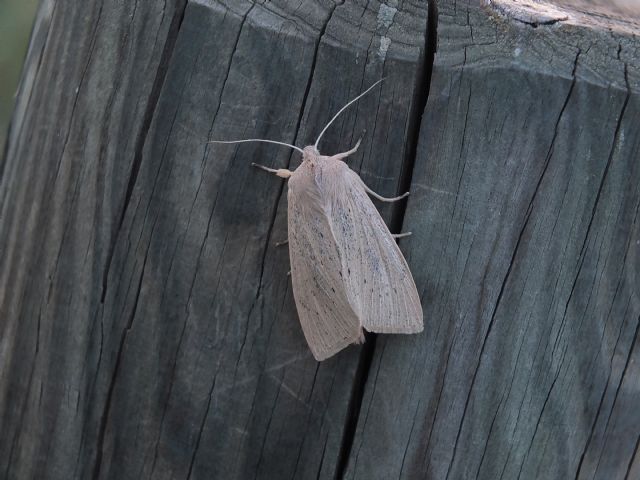 Noctuide Emilia, Rhizedra lutosa