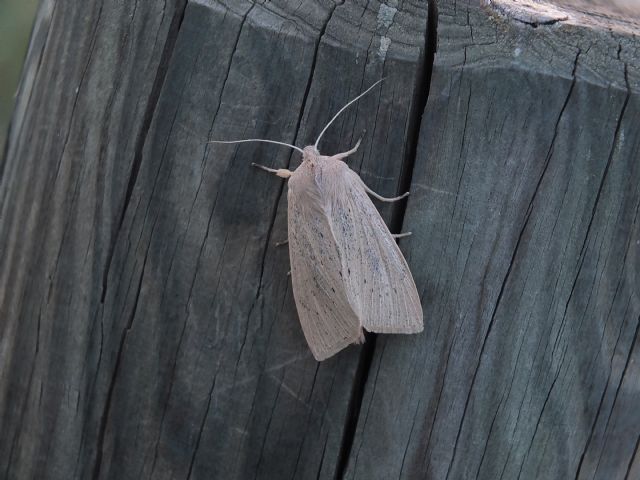 Noctuide Emilia, Rhizedra lutosa