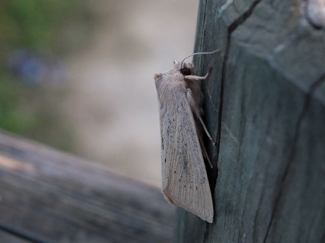 Noctuide Emilia, Rhizedra lutosa