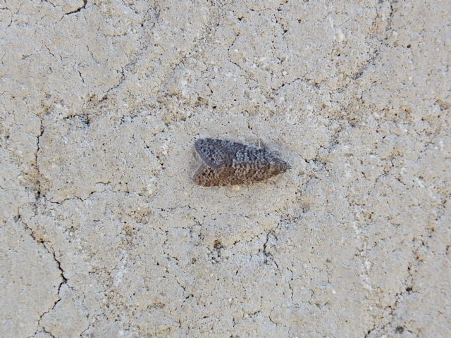 Piccolo lepidottero, Umbria - Cfr. Cnephasia sp.