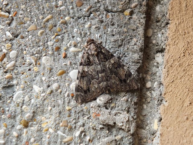Catocala coniuncta, Monte Conero (An)
