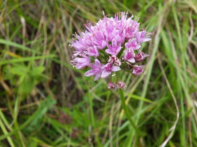 Allium lusitanicum / Aglio montano