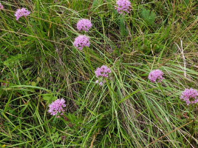 Allium lusitanicum / Aglio montano