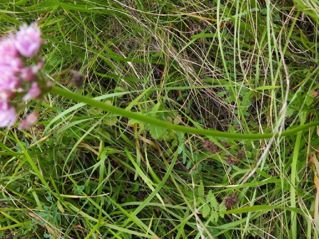 Allium lusitanicum / Aglio montano