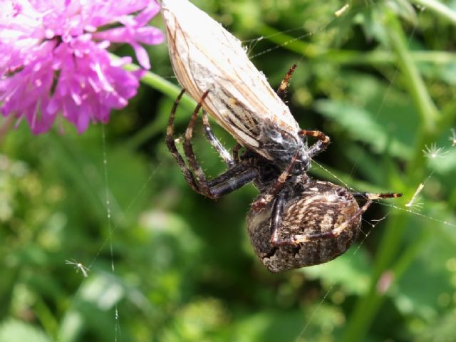 Araneus angulatus - Chiusaforte (UD)