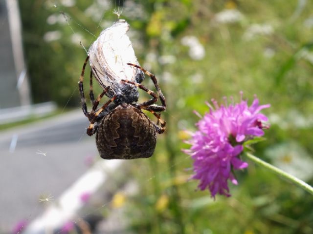 Araneus angulatus - Chiusaforte (UD)